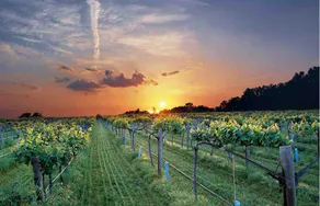 Wine Family Homestead - Image 3