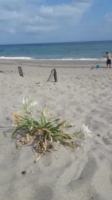 ”Lily's beach apartment” between the dunes and the oasis. - Image 2