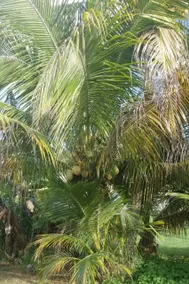 Backyard Breezes - Image 2