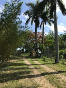 Eco-Cabaña Maya Rue - Image 4