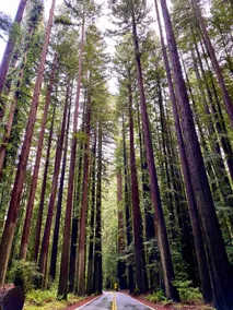 Avenue of the Giants Caraway Cottage (#3) - Image 4