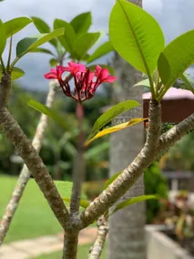 Loma Clara Boutique - Country House La Vega - Image 5