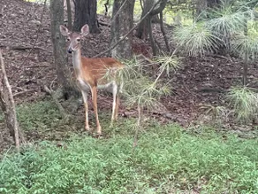 Deer-Topia! Resort cabin & wineries,pet friendly - Image 5