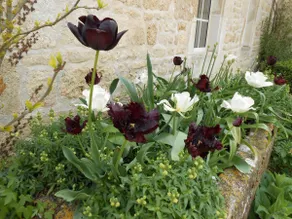 Farmhouse - Traditional Farmhouse near La Rochelle. beaches 20 mins and a pool. - Image 4