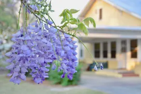 1924 Bungalow ”Wanderlust” (whole house) - Image 3