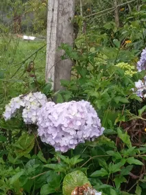 Recanto da Felicidade Farm - Image 4