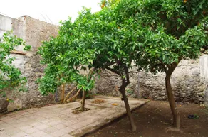 villa liberata - Image 4