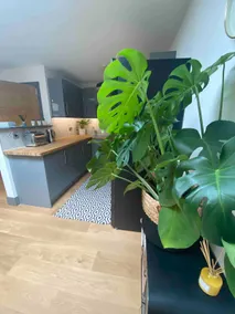 Huers Rest-Stylish Central Apartment. - Image 3