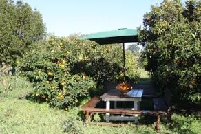 Gîte A Malba T6 with orchard 10 kms from the sea - Image 3