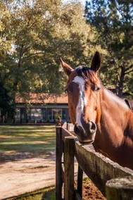 Boutique-Style Pet-Friendly Horse Farm | Fox Den - Image 3