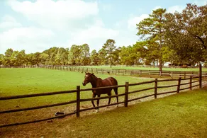 Boutique-Style Pet-Friendly Horse Farm | Fox Den - Image 5