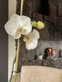 Residence with an excellent location and security - Image 3