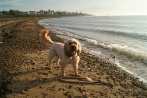Secret Mersea Retreat - a stroll from the anchorage! - Image 3