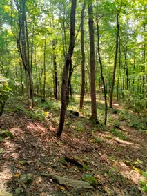 ”Hideaway Cabin” that sits on 10 secluded acres. - Image 4