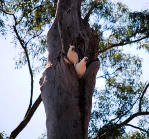 Treetop Cottage Escape | Unwind & Indulge + Brekky - Image 2
