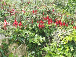 Marie - Image 5