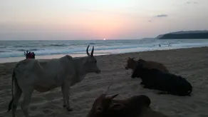 Agonda Cottages - Image 5