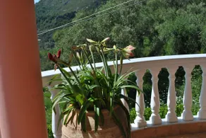 Amaryllis sea view - Image 5