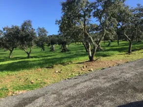 I colori del Alentejo in Arraiolos - Image 3
