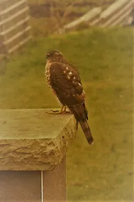 Puffin Lodge - Image 3