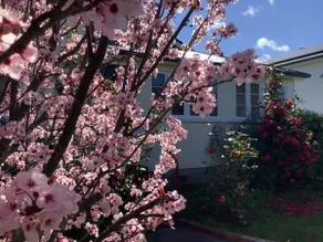 Rosellas on Corundum Cottage - treat yourself! - Image 3