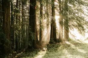 Rustic Yet Luxurious Cabin in the Redwoods - Image 5