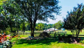 Horse-pitality in the Hills of Roanoke - Image 4