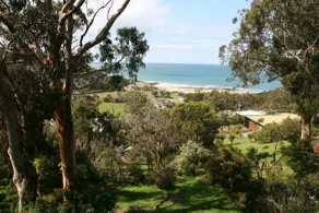 Sea Through the Trees - Image 2