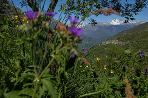 Valtellina/Sondrio – The walnut tree - Image 2