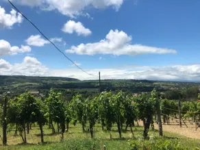 d.Five Vineyard & Retreat Koroshegy - Image 3
