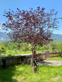 Comfortable forester's house with a view of the Schneeberg - Image 5