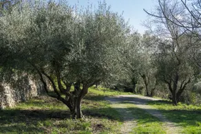 Stone bastide with swimming pool in Lorgues in the Var and a plot of 4000m2 - Image 3
