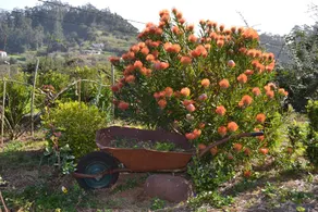Recantos do Castanheiro - Image 4