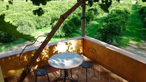 Charming apartment in the heart of a citrus farm. - Image 4