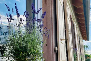 Palatinate love - Image 3