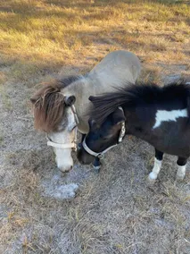 The Cottage + mini horses, duckies - Image 5