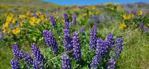 Secluded Mosier Hideaway! - Image 5