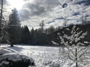 Fly till Whispering Woods # 454 !! --- Mt. Hood Village, OR - Image 2