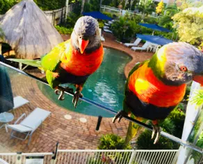 LOCATION 🏖🏄✅ LUXURY ✅ 2 Bdr 2 Bth, in ❤️ of Noosa - Image 5