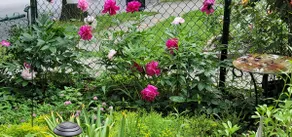 King Bed Garden Retreat - Image 5