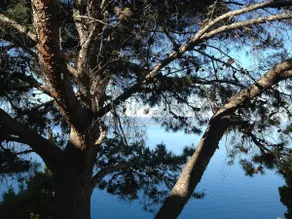 Villa ”Branka” - great vacation - Image 5