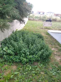 House with Garden - Image 4