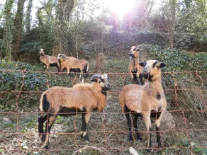 Le Petit Quincy - Image 2