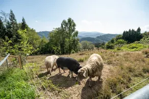 Family friendly, great views, BBQ rental - Image 2