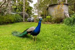 The Cottage at Windaboo- Byron Hinterland Retreat - Image 3
