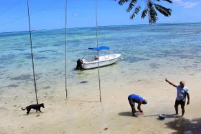 Rose Moorea- beach - Image 2
