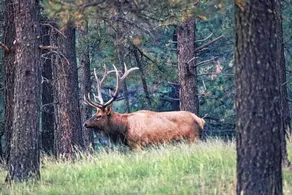 Elk Mountain on Laney Lane - Image 2