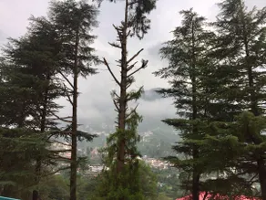 20 Deodar House Solan Himachal Pradesh - Image 5
