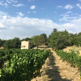 Cabin with Pool in the Vineyards of Luberon - Image 5