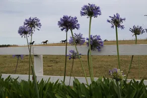 Black Heart Arabian Horse Property Retreat - Image 2
